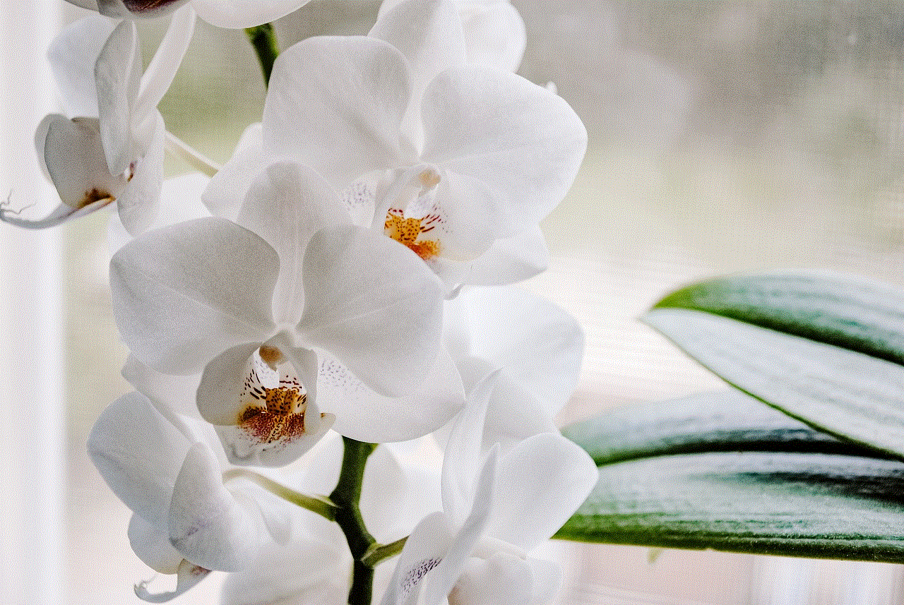 Plant Beautiful Flowers Plant Beautiful Flowers