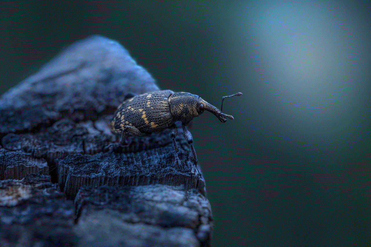 Large Pine Weevil Beetle