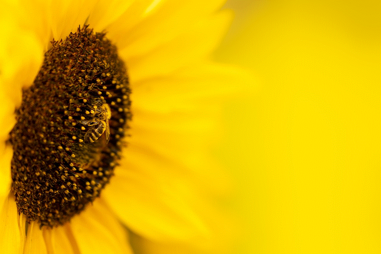 Sunflower Flower