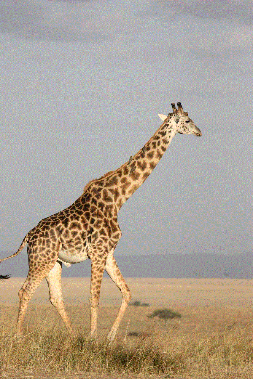 Animal Giraffe