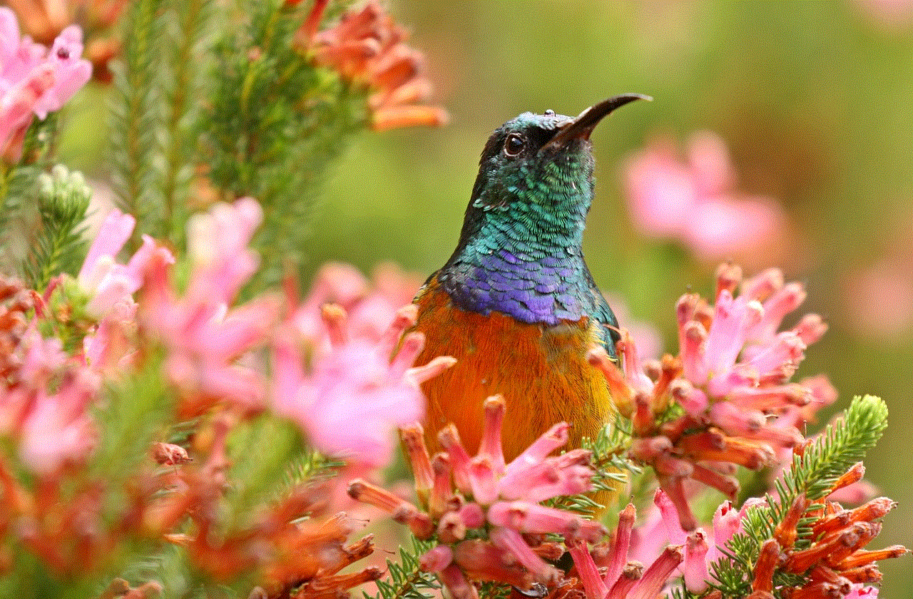 Orange-Breasted Sunbird Protea