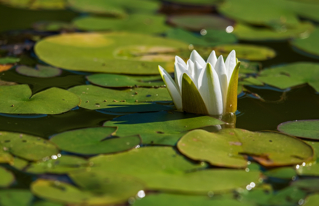 White Water Lily Flower