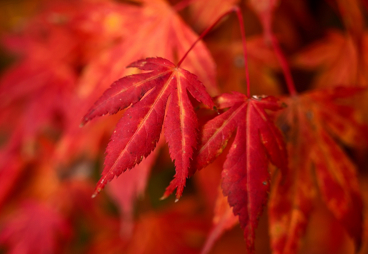 Autumn Maple Leaves