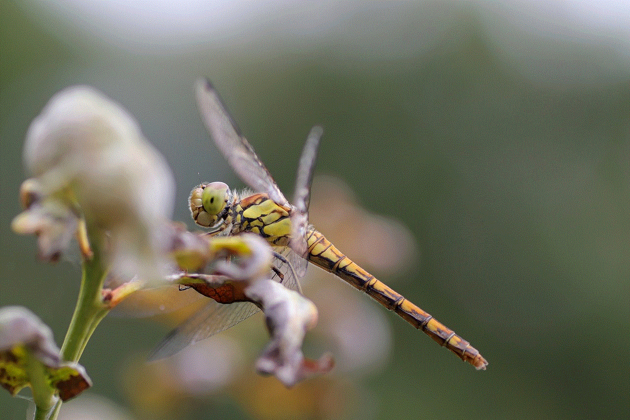 Dragonfly Insect