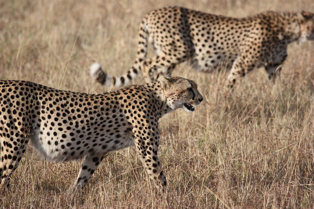 Cheetahs Animals