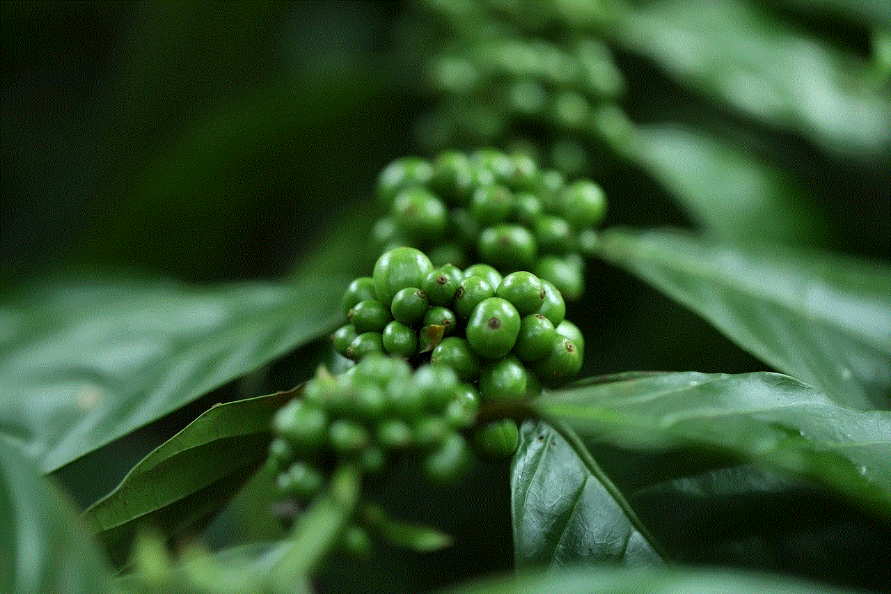 Coffee Plant