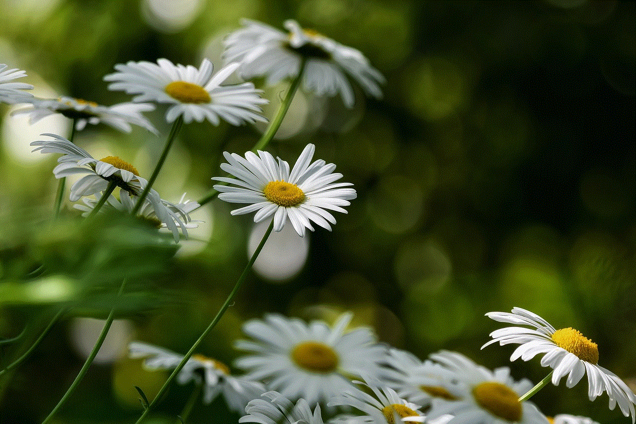 Flowers Daisies