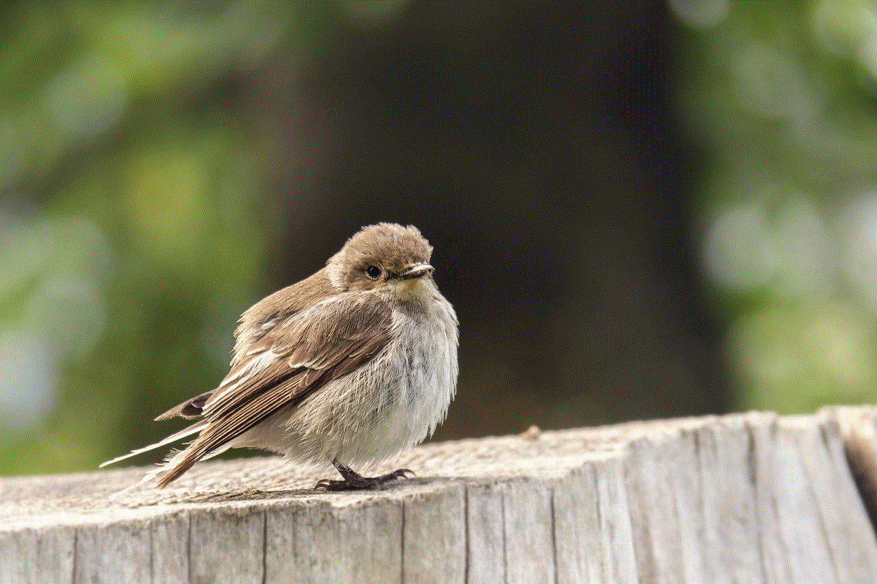 Bird Sparrow