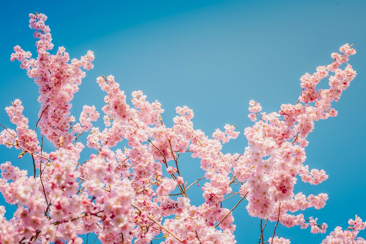 Sakura Flowers