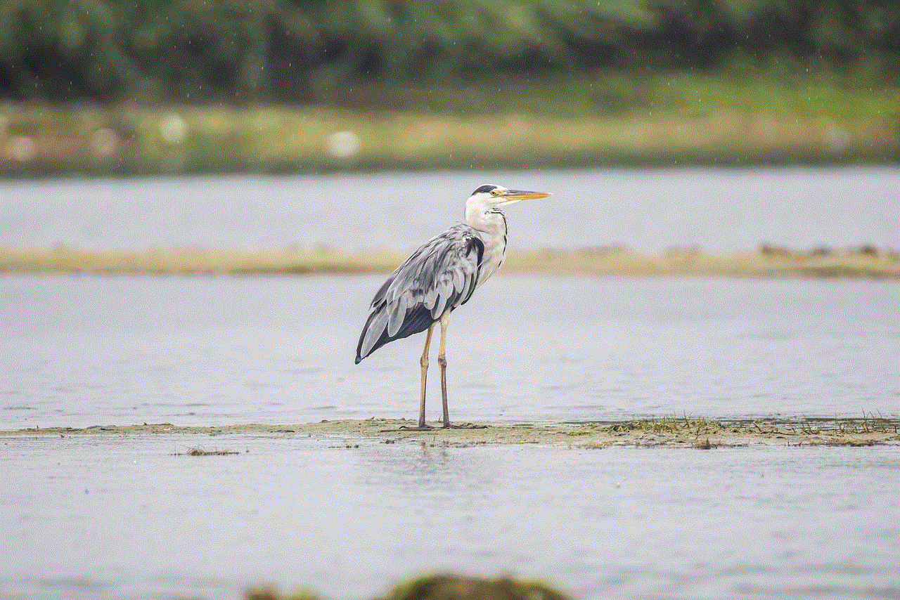 Grey Heron Heron