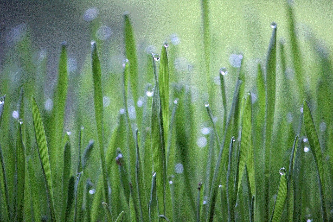 Wheat Grass Grass