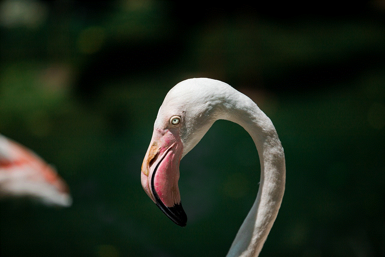 Flamingo Bird