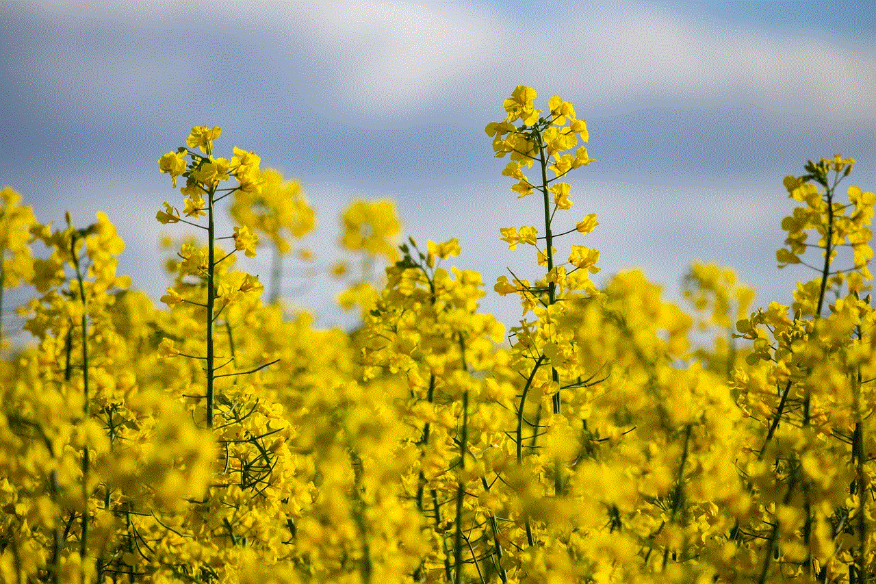 Rapeseeds Yellow