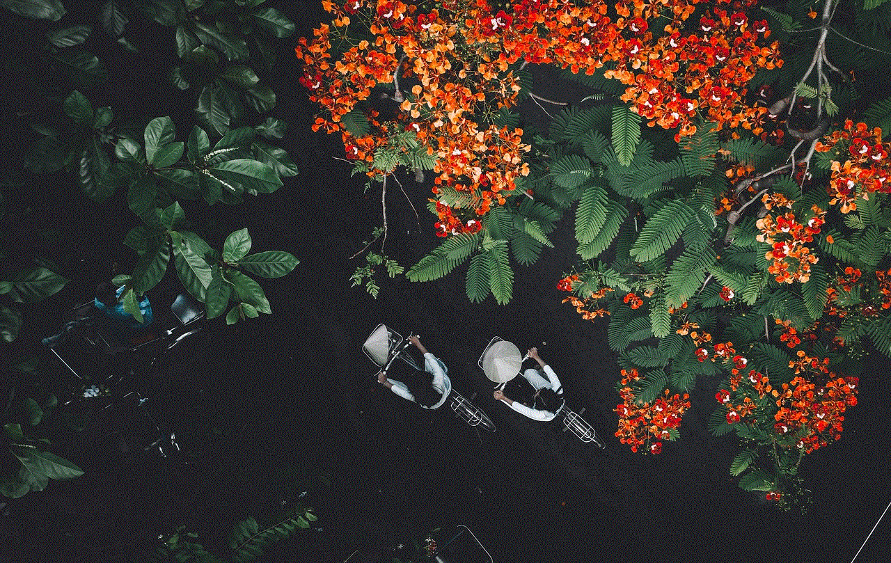 Aerial View Trees