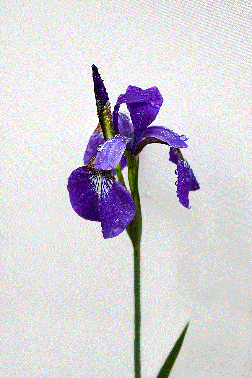 Iris Flower