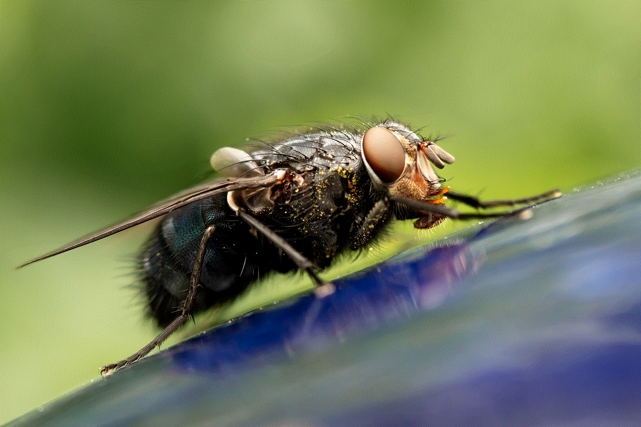 Housefly Fly