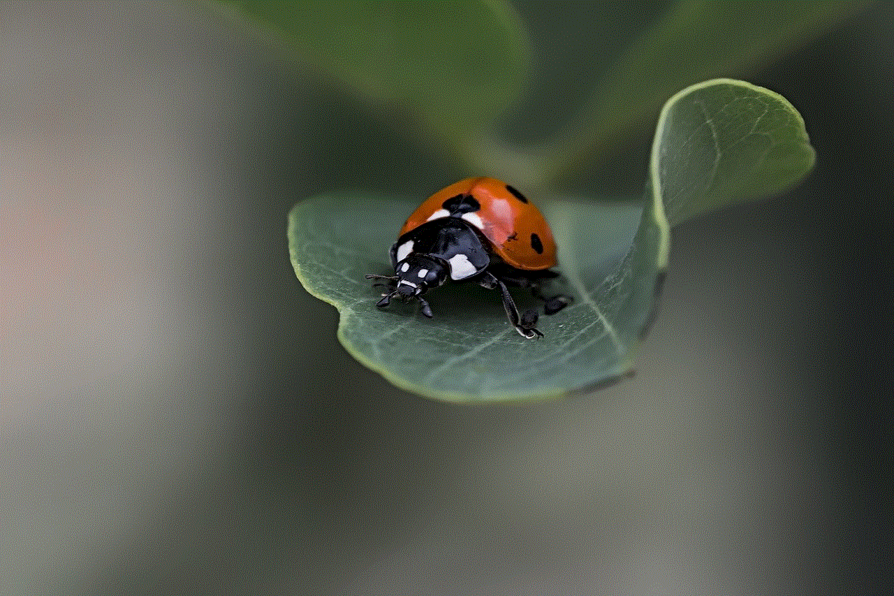 Ladybug Beetle