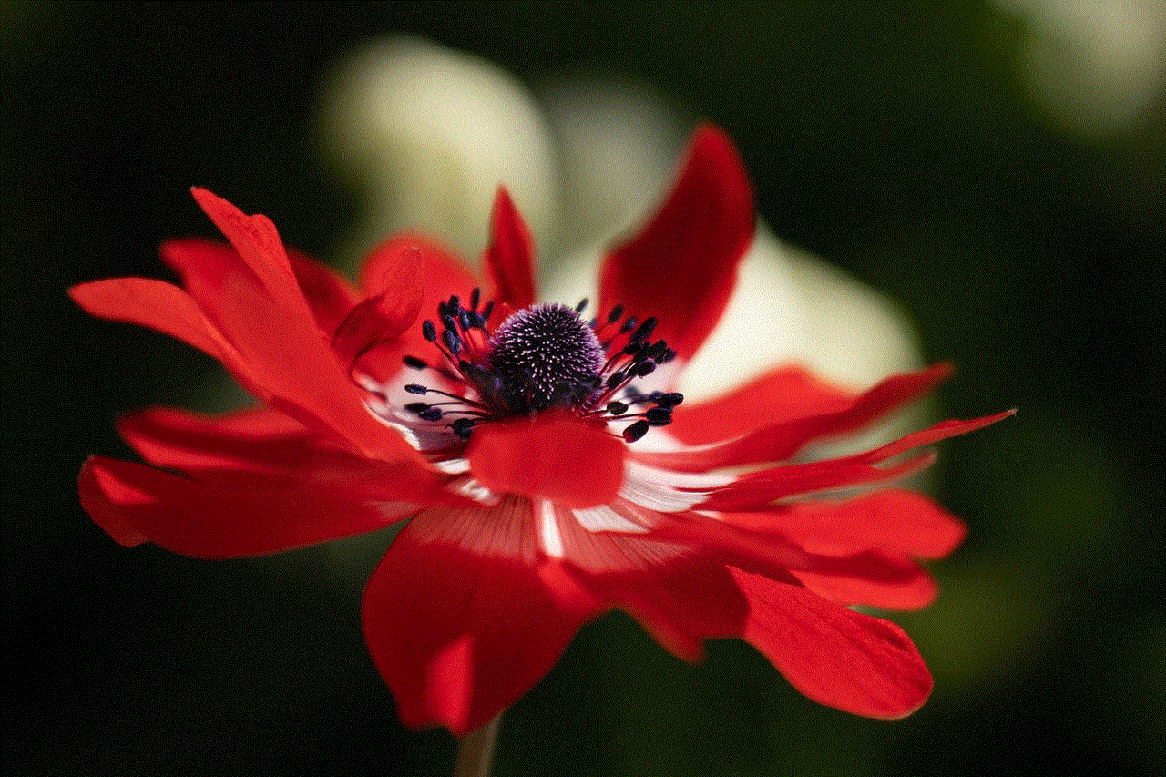 Anemone Flower