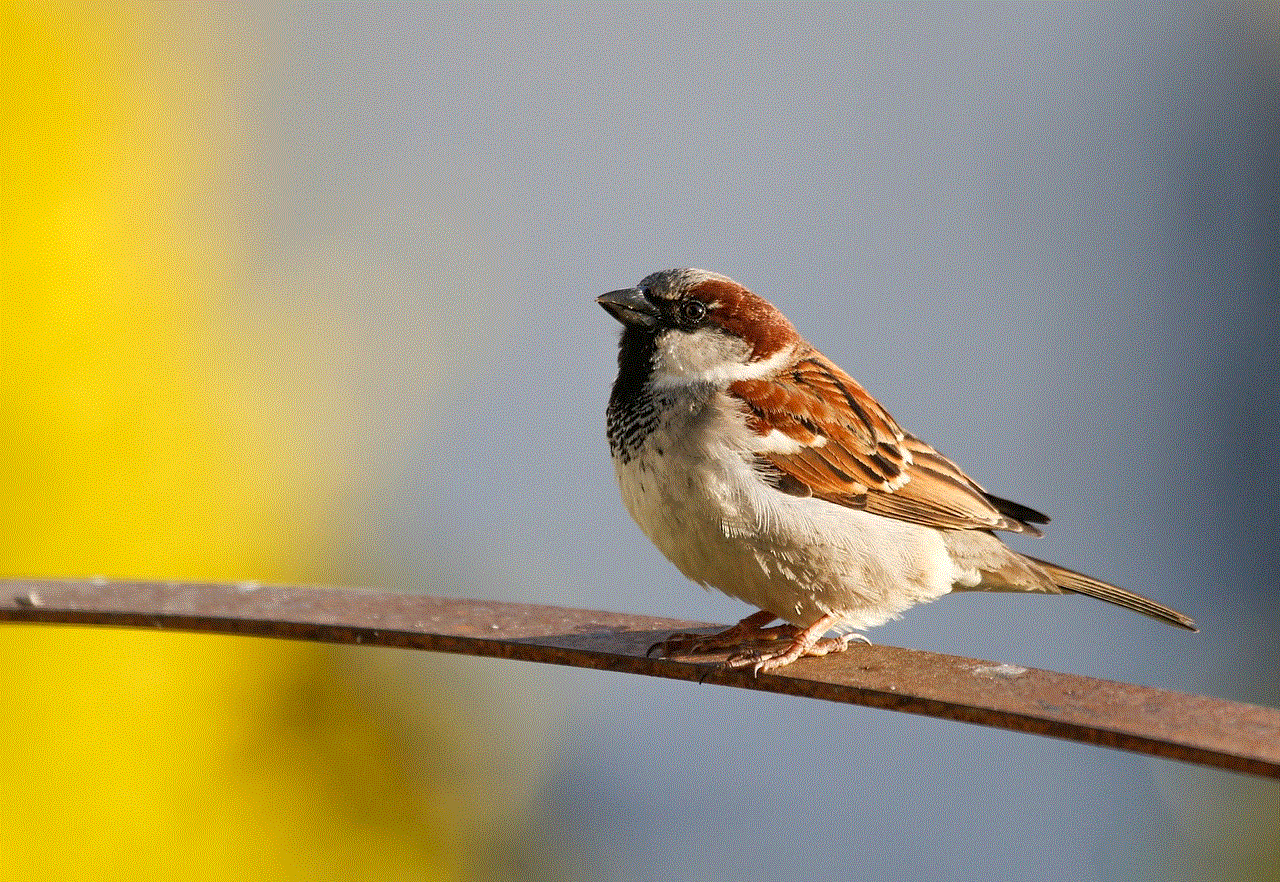 Sparrow Bird