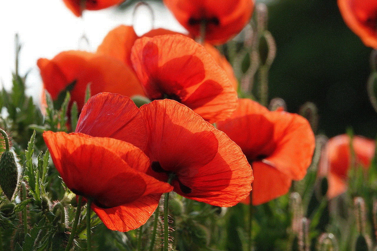 Poppy Flowers