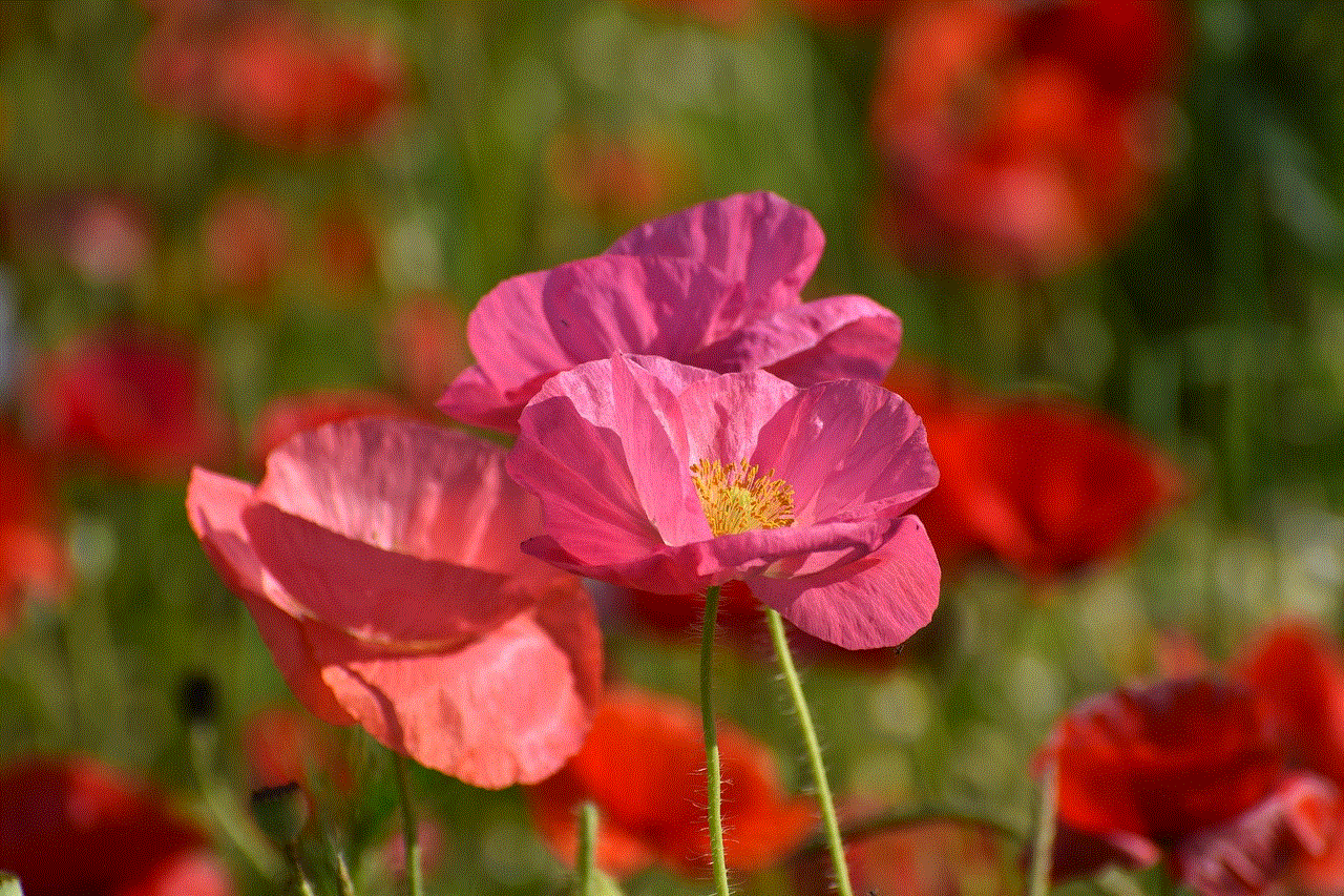 Poppies Flowers