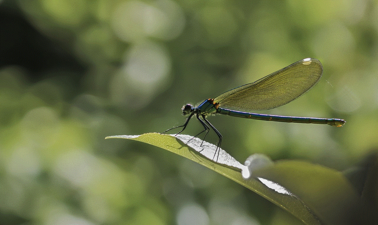 Dragonfly Insect