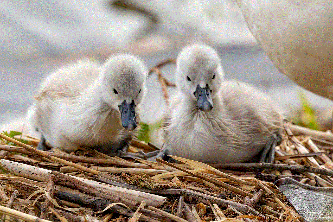 Cygnets Swans