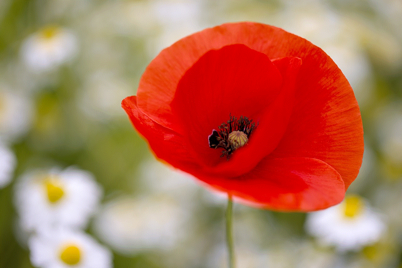 Poppy Flower