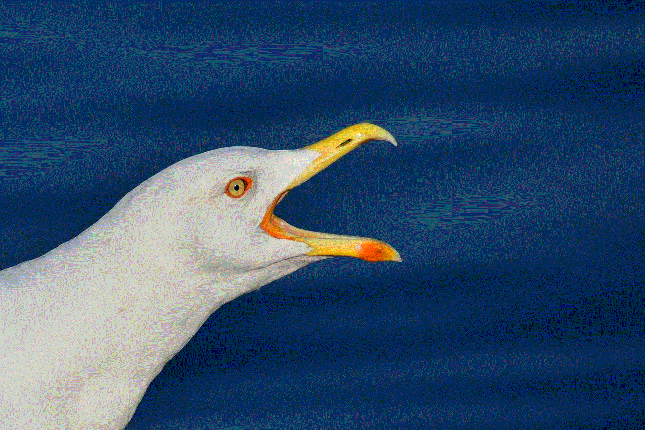 Gull Seagull