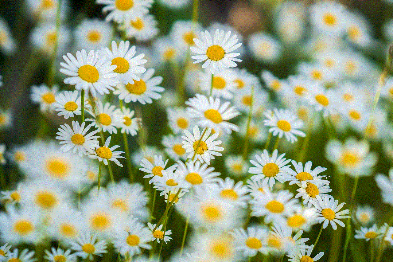 Daisies Flowers