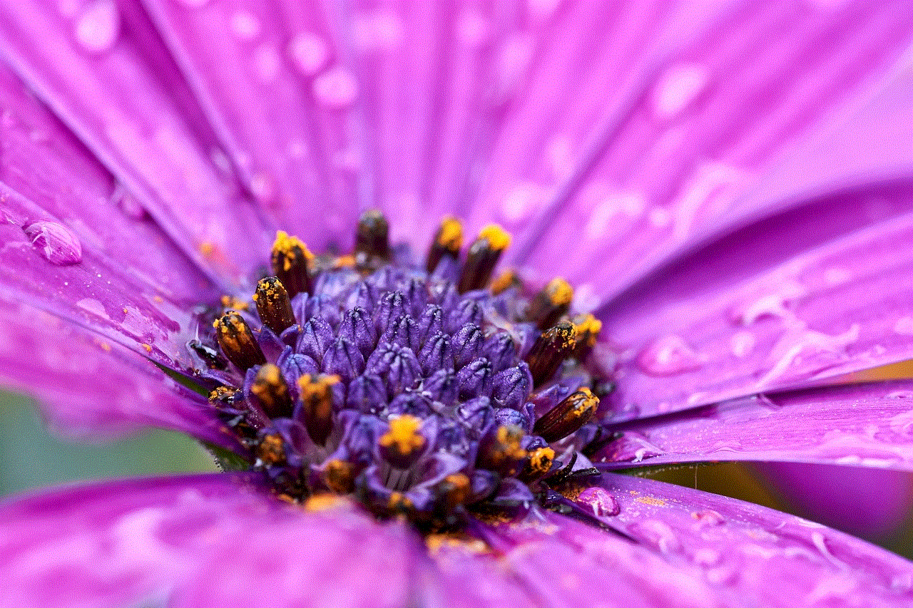 African Daisy Flower