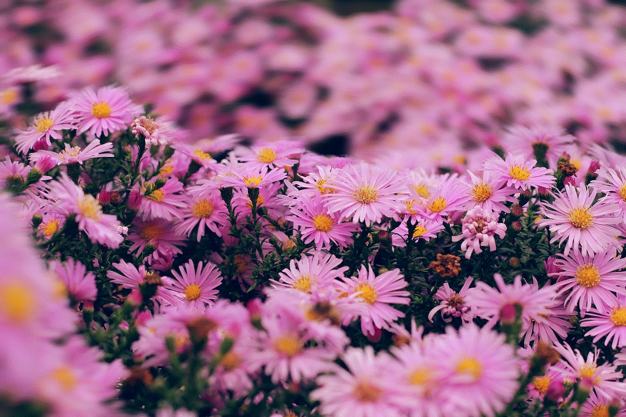 Flowers Pink Flowers