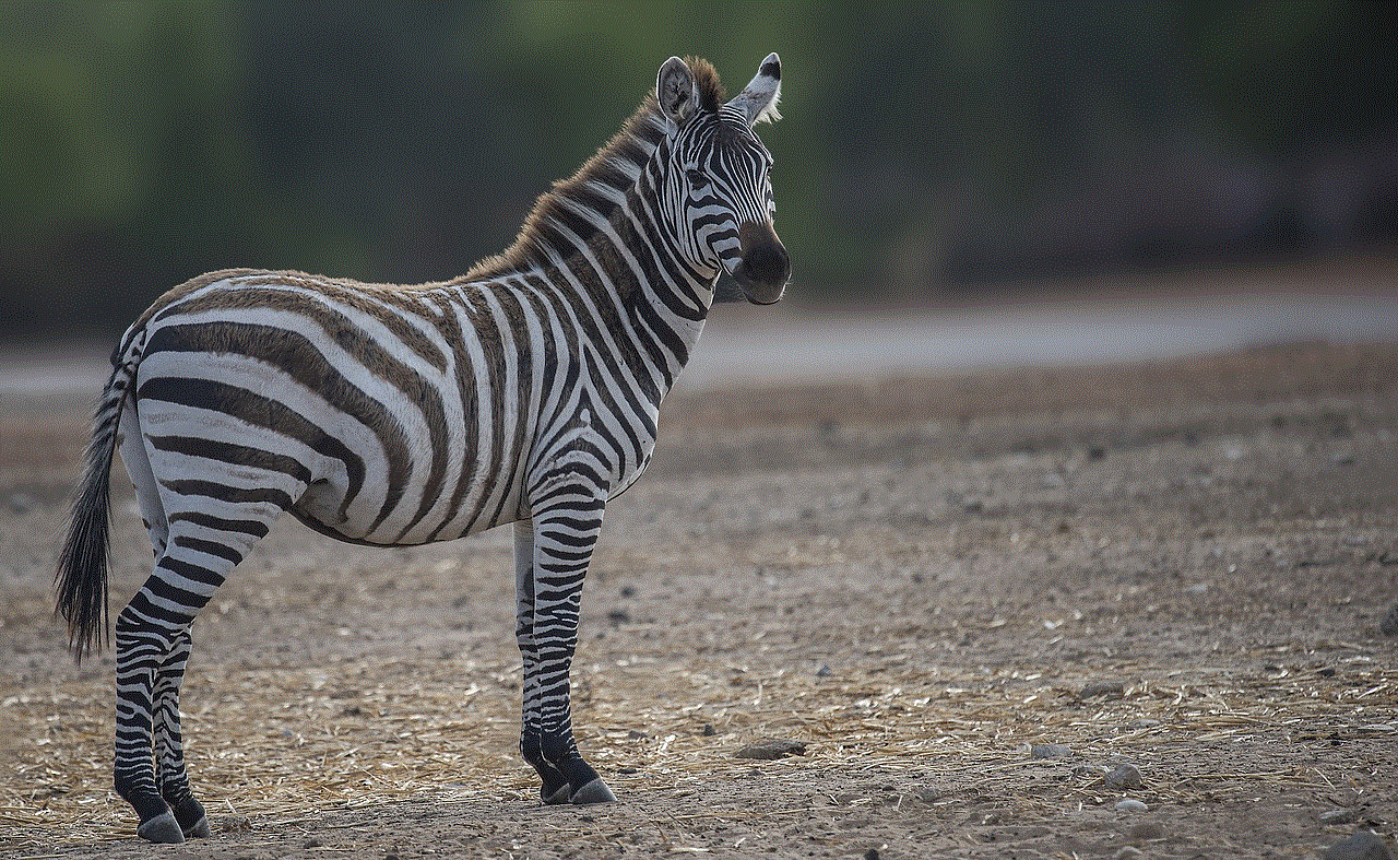 Zebra Horse