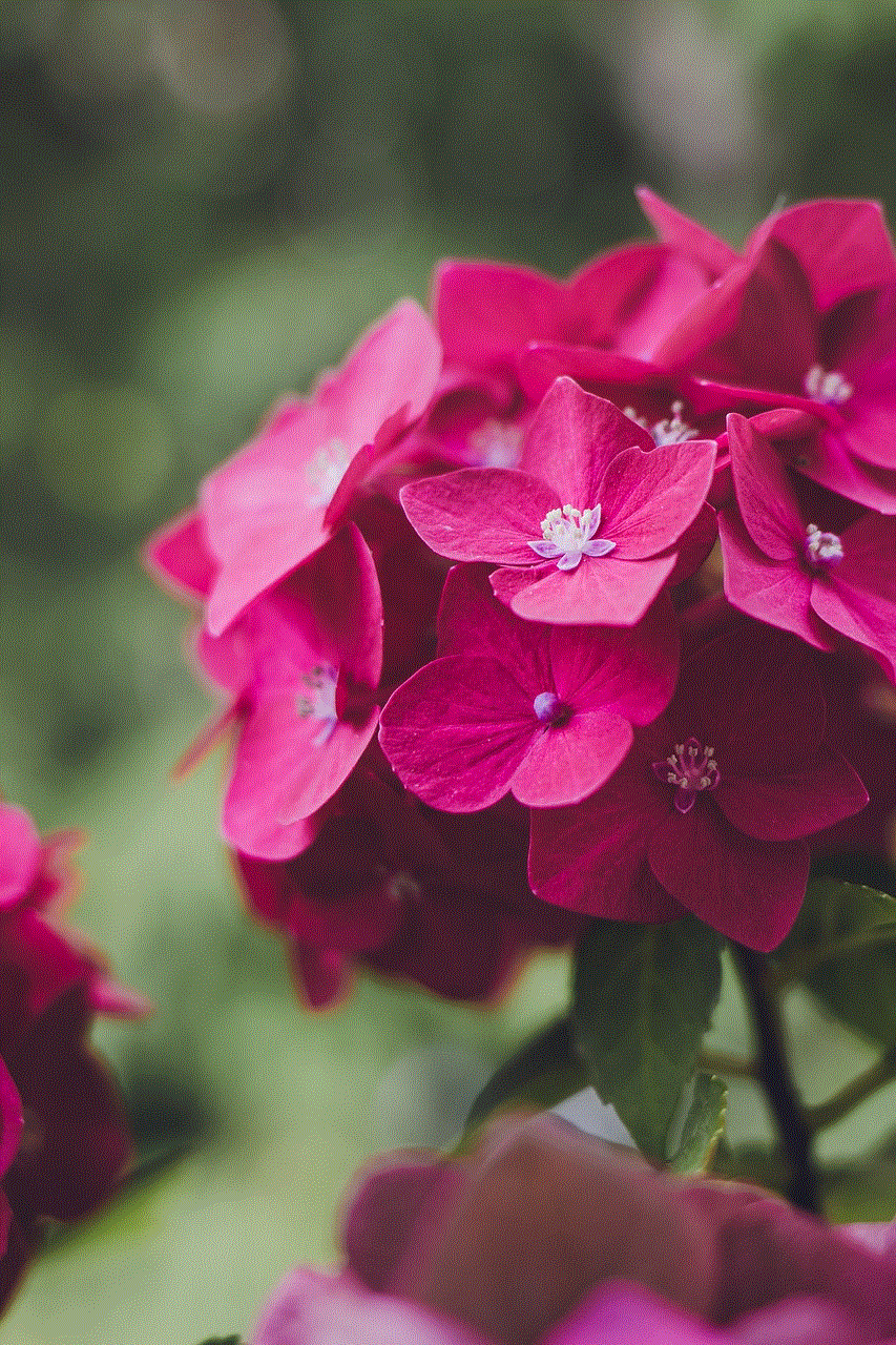 Flower Hydrangea