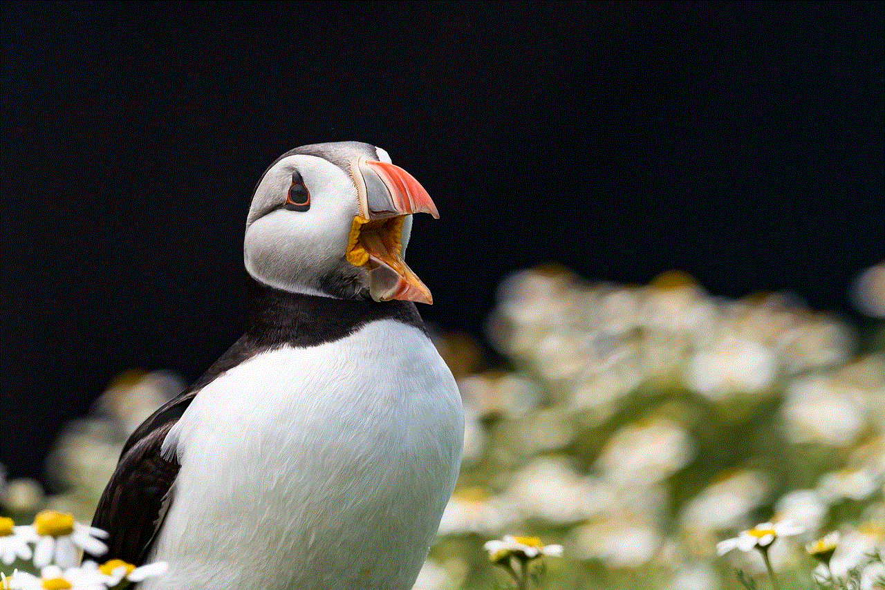 Puffin Bird