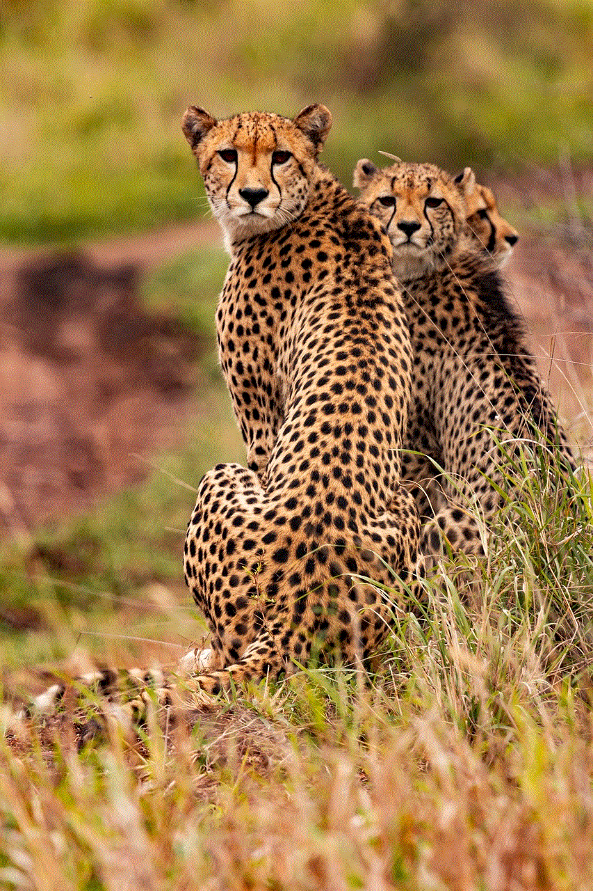 Cheetahs Animals