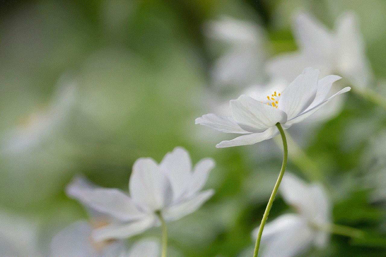 Wood Anemone Flowers