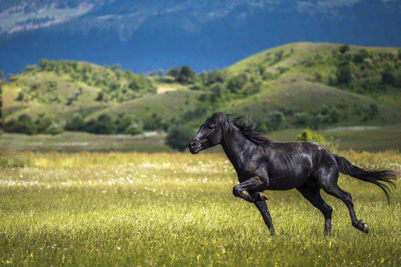 Horse Stallion