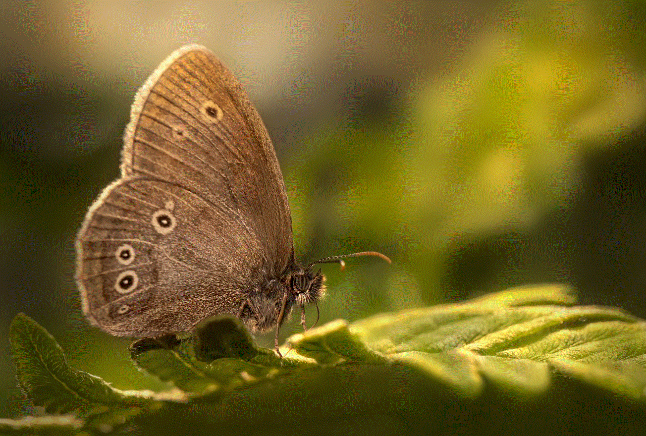 Chestnut Heath Butterfly