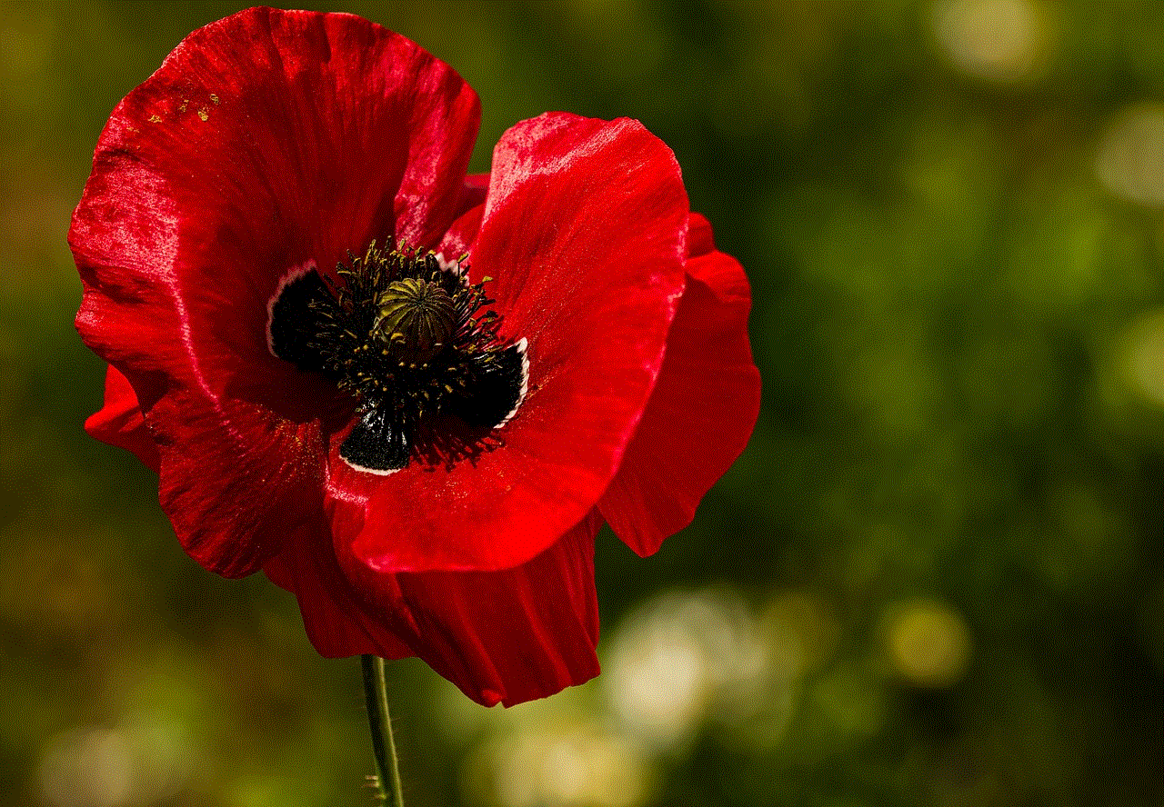 Poppy Flower