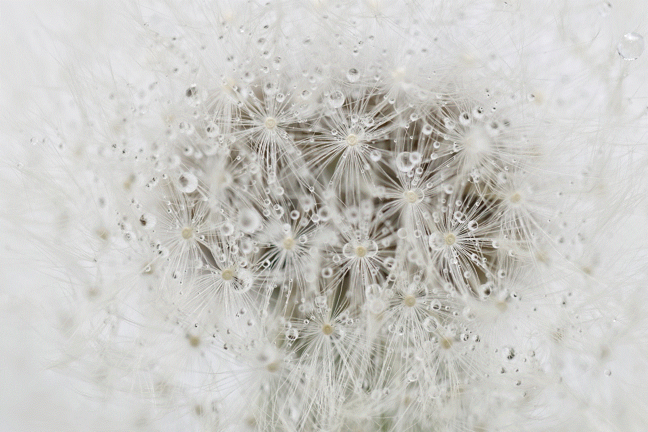 Dandelion Seeds