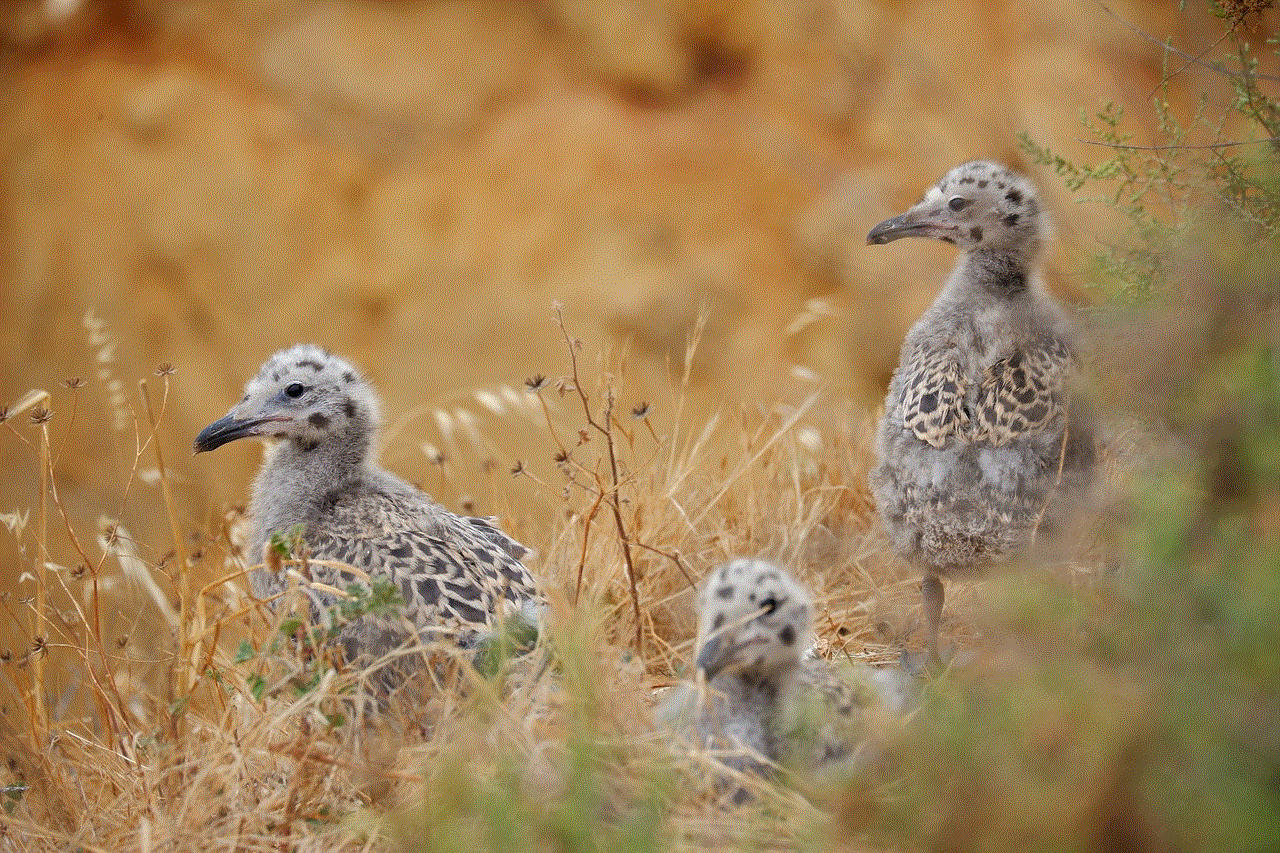 Chicks Seagull