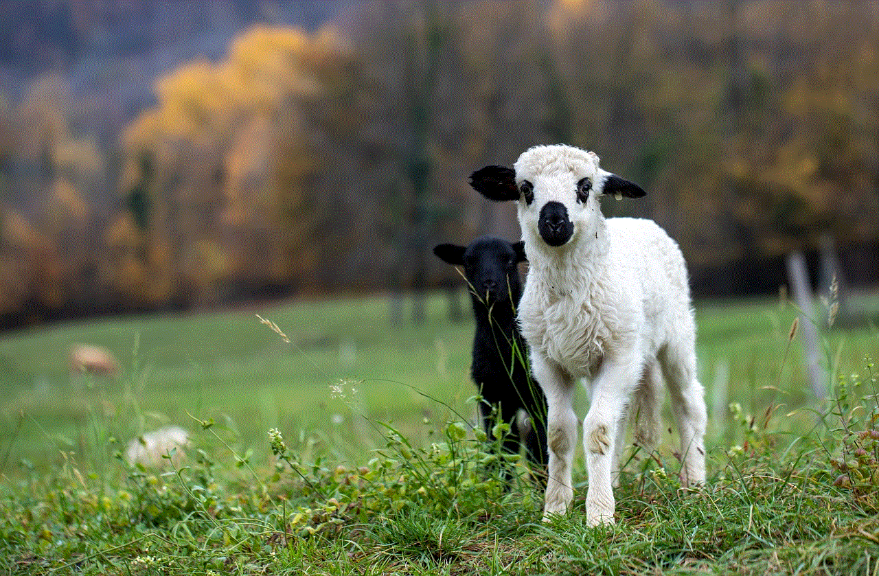 Lamb Sheep