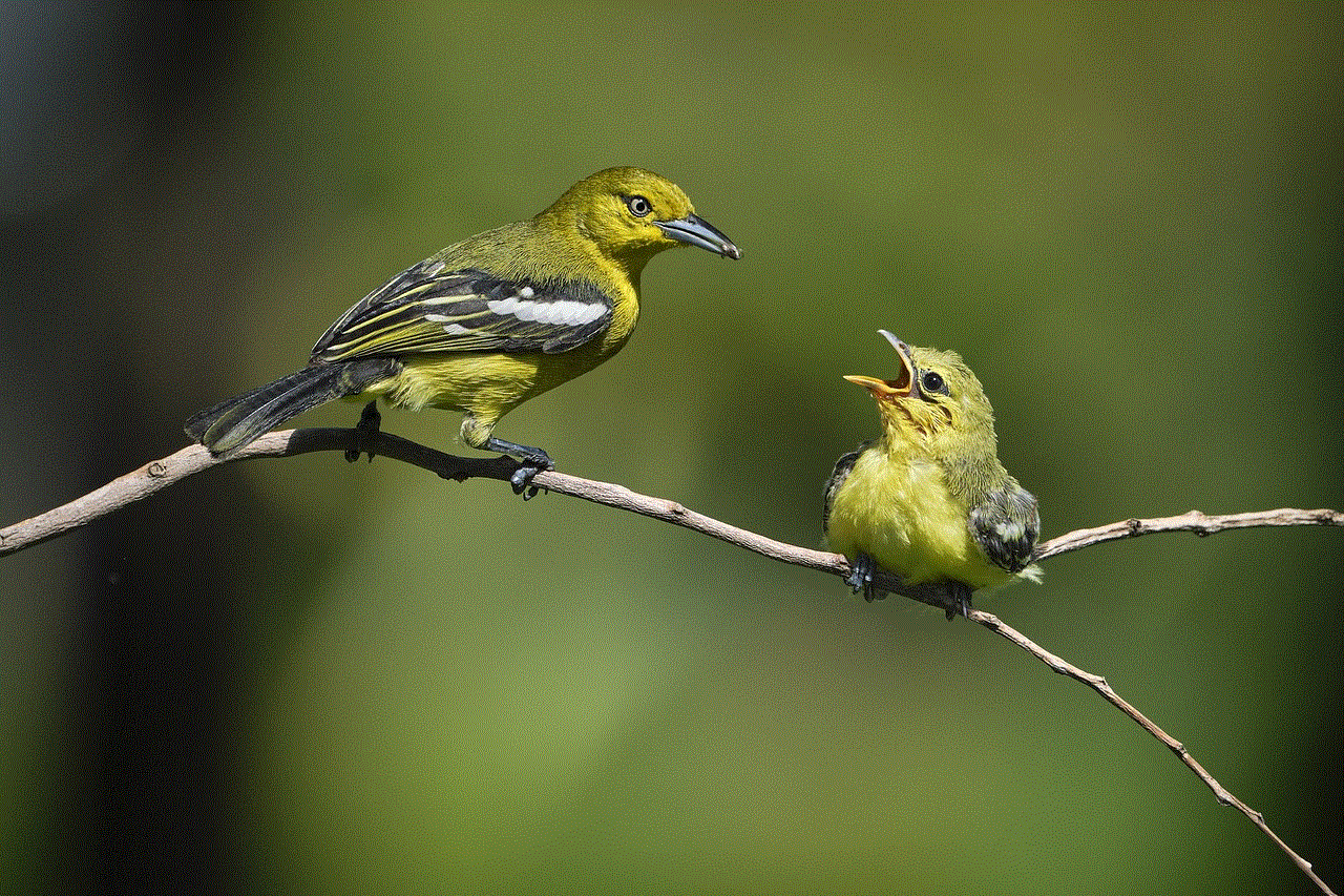 Birds Fledgling