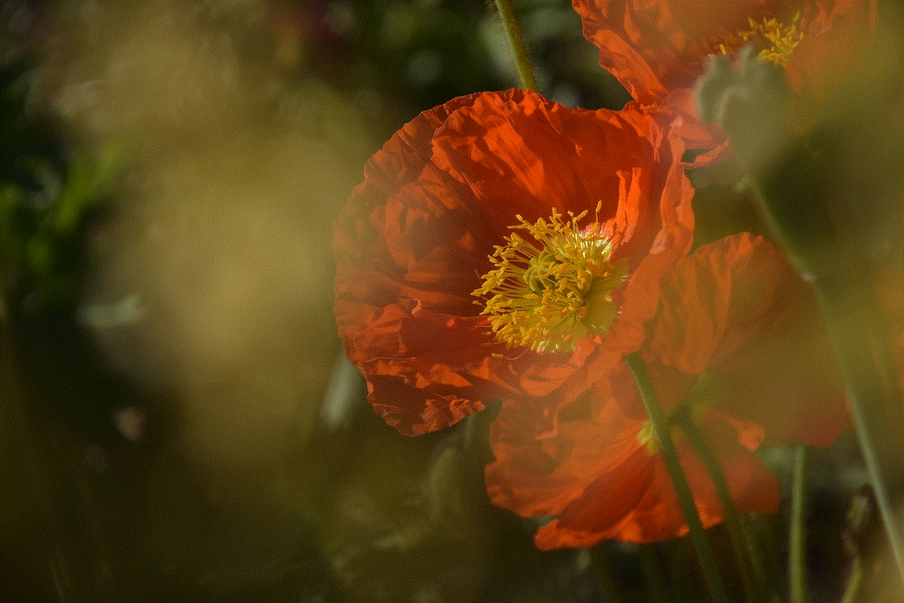 Poppy Flowers