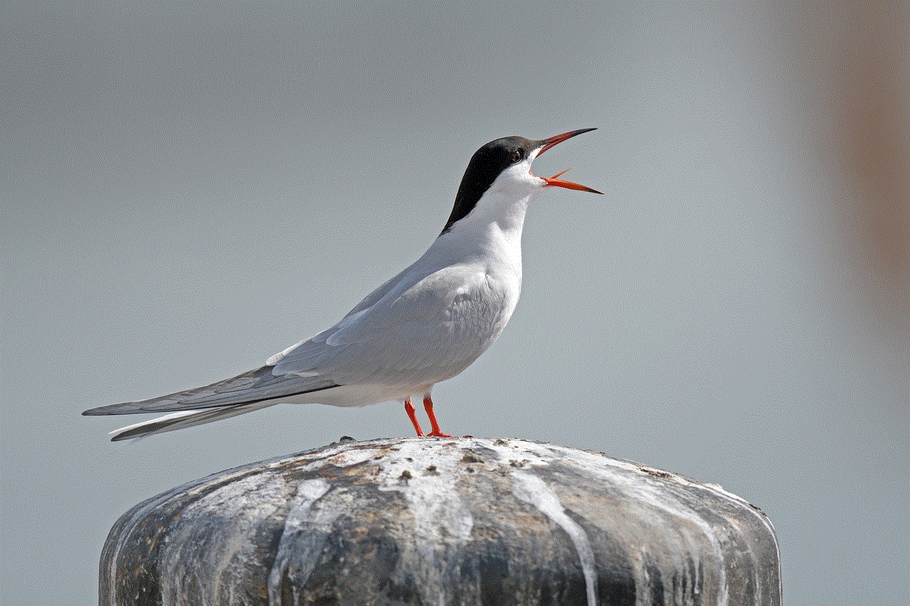 Tern Bird