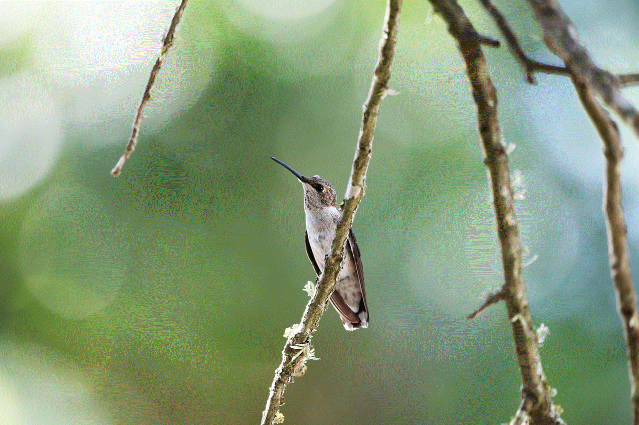 Bird Hummingbird