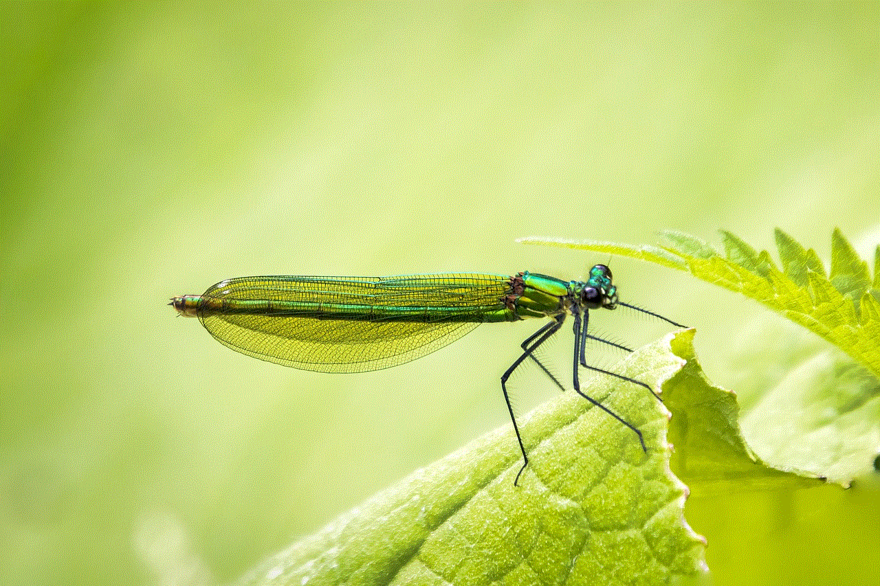 Banded Demoiselle Damselfly