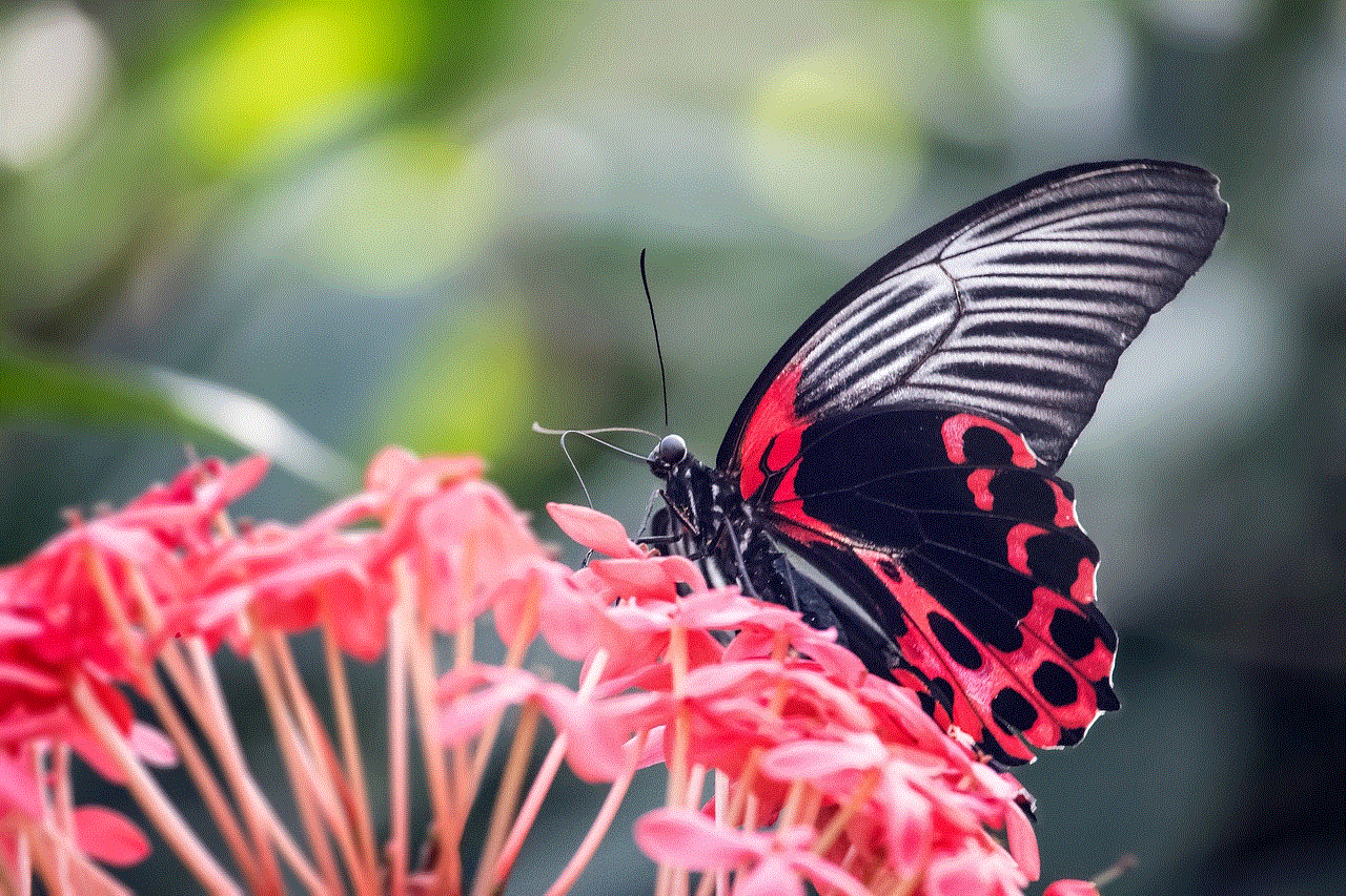 Scarlet Mormon Butterfly Insect