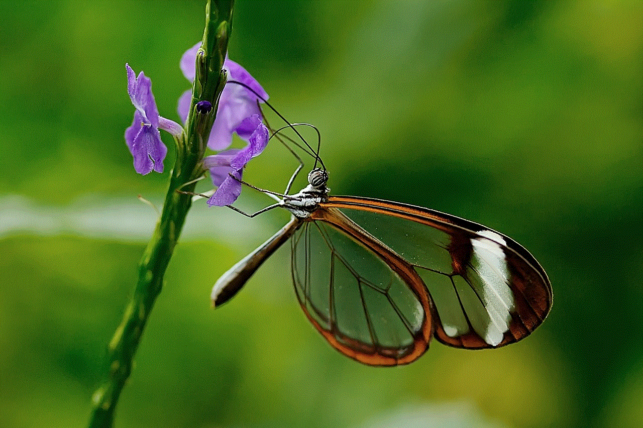 Butterfly Flower Wallpaper